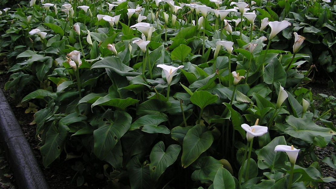 A field of arum lilies growing by the roadside.