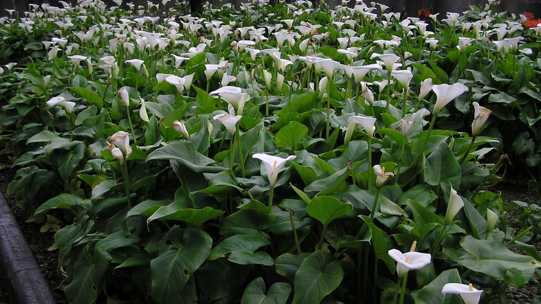 A field of arum lilies growing by the roadside.