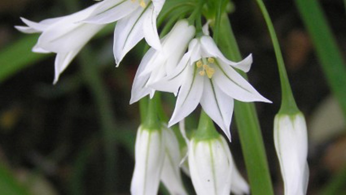 White flowers of the onion weed.