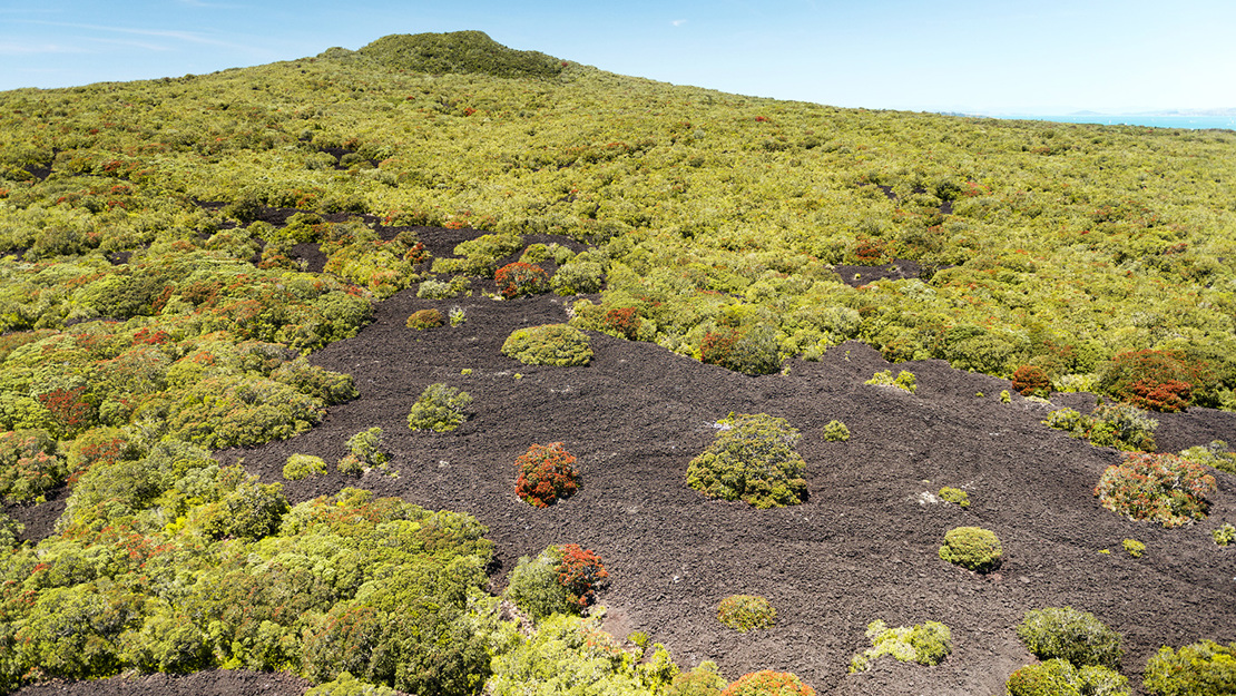 The slopes of Rangitoto toward the summit. 