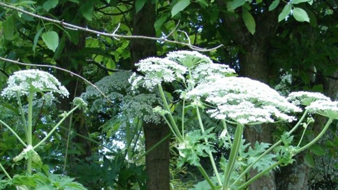 Tall stalks of giant hogweed.