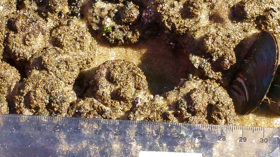 CLose up of pyura sea squirt with a plastic ruler on it.