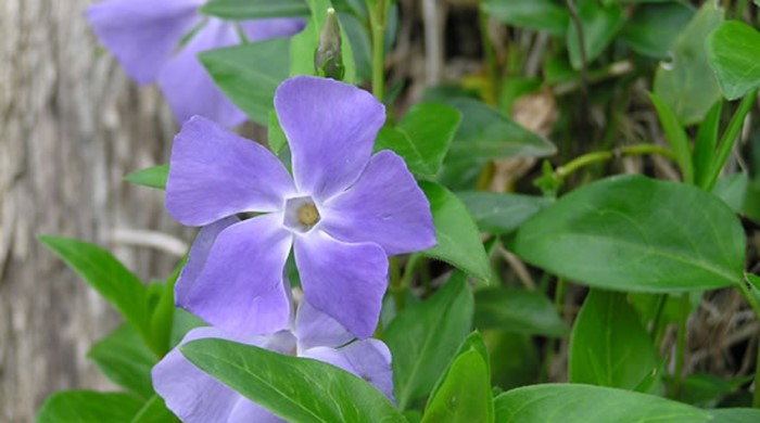 Close up of periwinkle flowers.