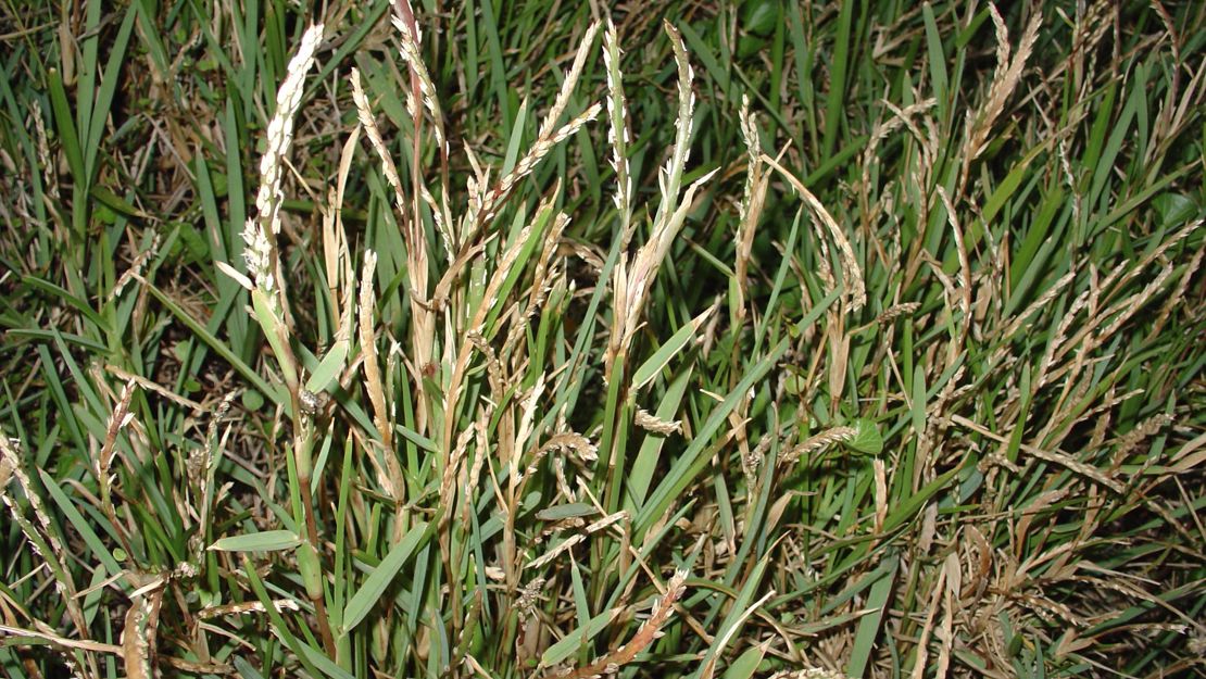 Buffalograss Roots Stampede Buffalo Grass Seed _ Buffalo Grass Seed Blend – PESY