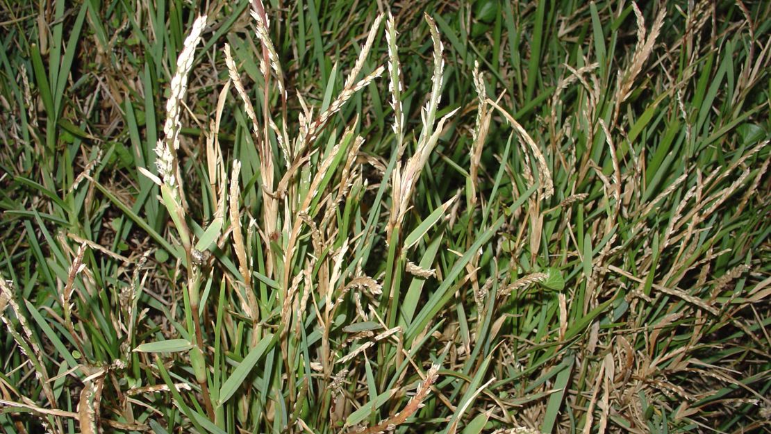 Buffalo grass growing wild.