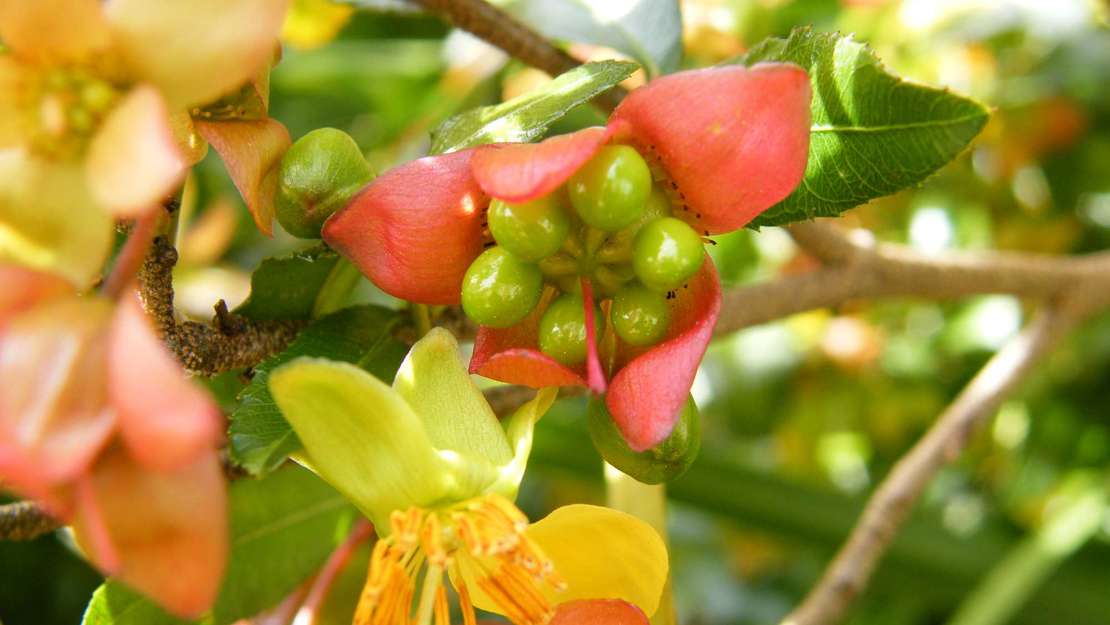 Mickey Mouse Plant with fruit and flowers.