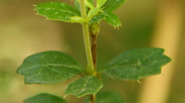 Close up of Darwin's barberry leaves.