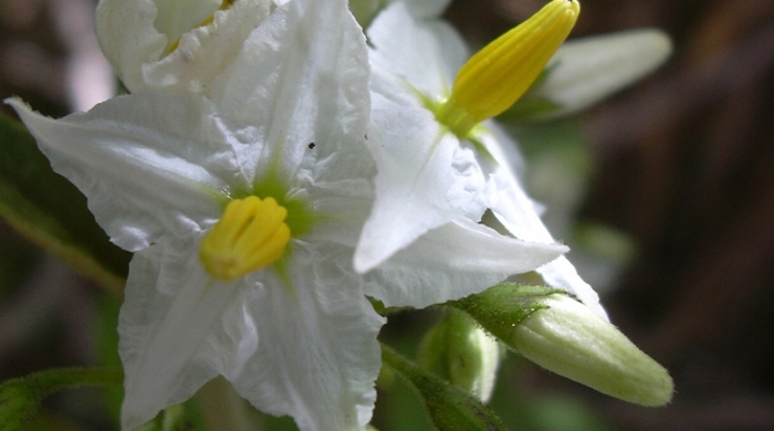 Close up of devil's fig five petaled flower.