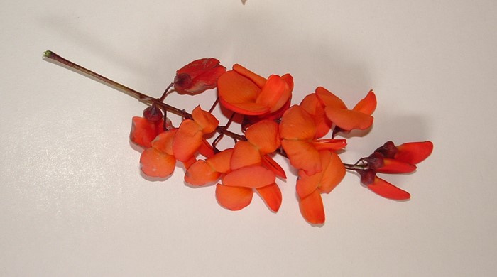 A close up of the orange flowers of Brazilian rattlebox.