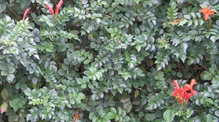 A wall of cape honeysuckle.