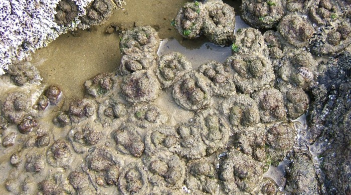 Puyura sea squirt in rock pool.