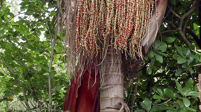 A bangalow palm with seeds and dead leaves hanging from the top. 