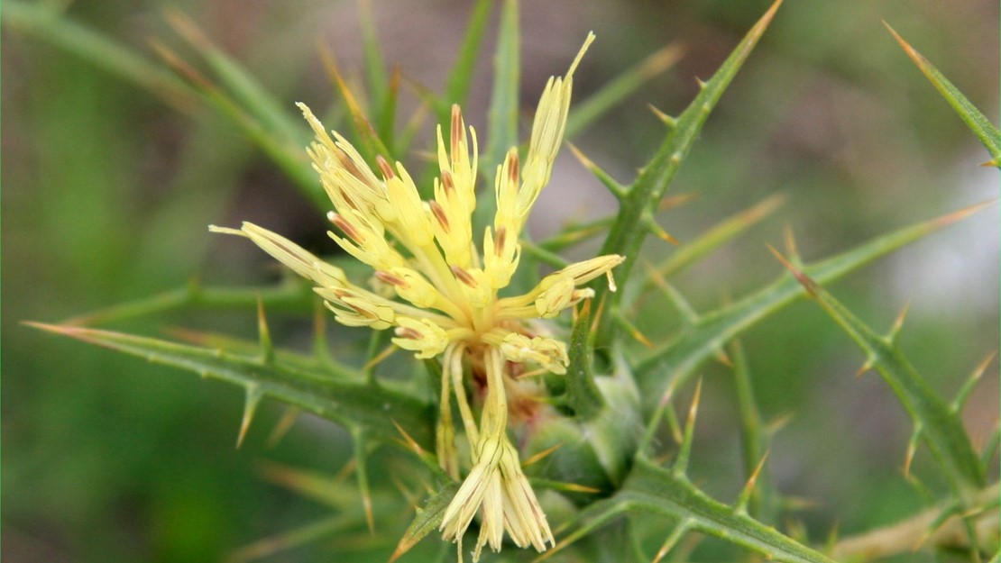 Close up on the prickly saffron thistle.