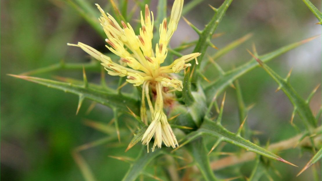 Close up on the prickly saffron thistle.