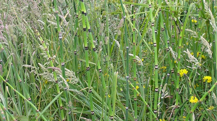 Horsetail stems growing in grassy field.
