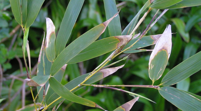 Close up photo of bambo leaves.