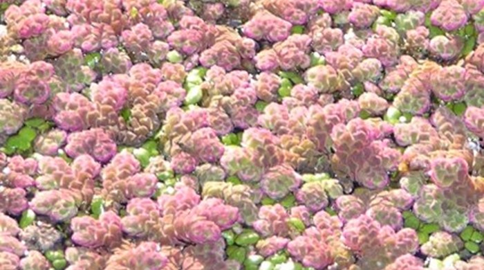 Close up of clusters of pinkish flowers of the ferny azolla.
