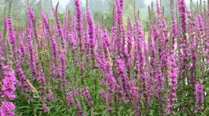 A field of purple loosestrife.