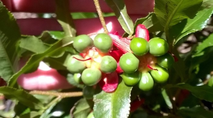 Hand holding branch with immature Mickey Mouse fruit.