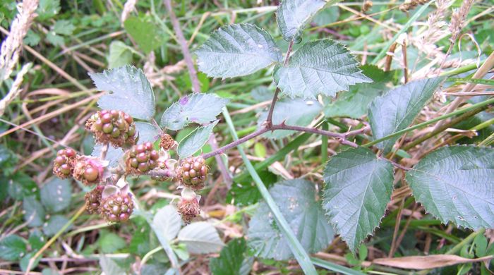 Clusters of blackberry fruit. 