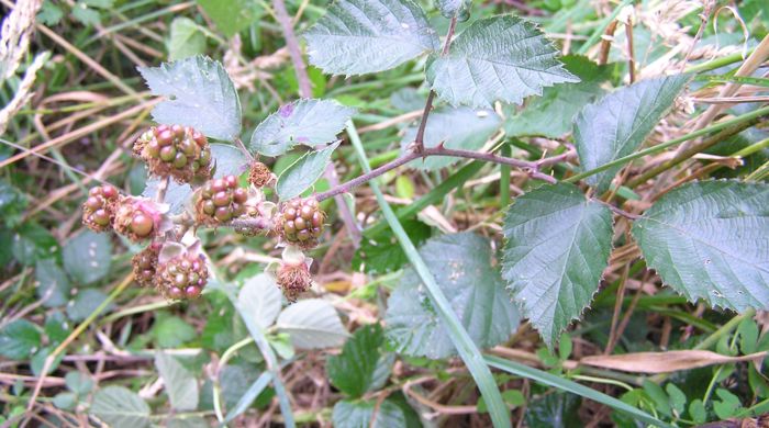 Clusters of blackberry fruit.