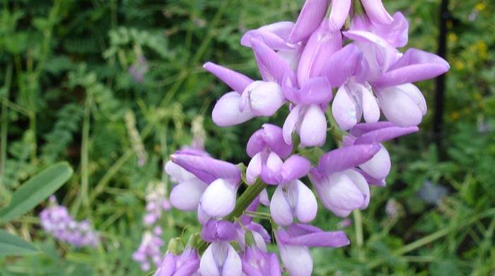 Close up of goat's rue flowers.