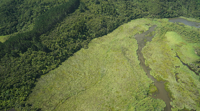 Te Henga Wetland and Forest and Bird reserve. 