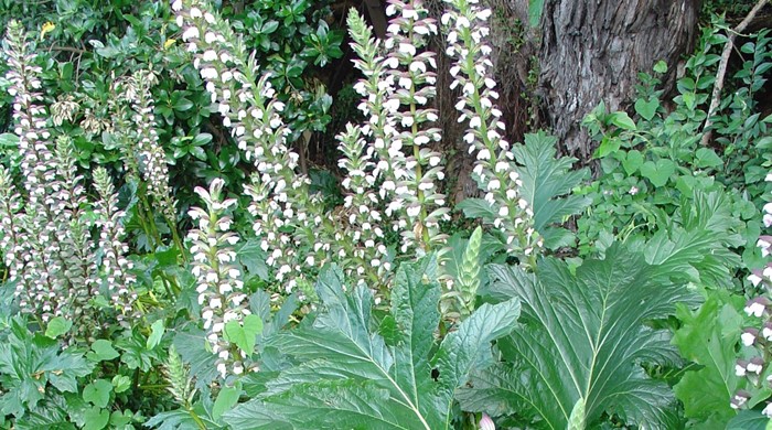 A large bush of the acanthus with tall flower stalks above it.