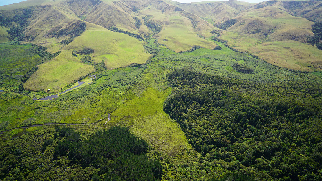 Te Henga wetland.