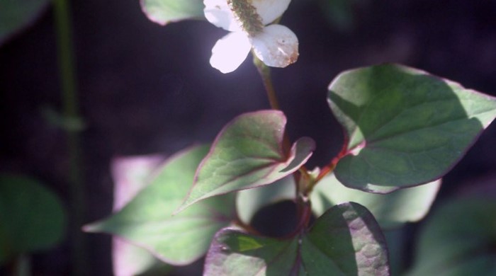 Close up of Houttuynia leaves and single flower.