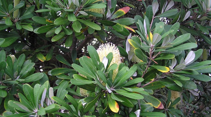 Close up of coast banksia flower.