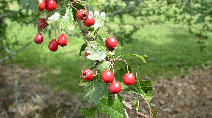 Close up of mature Hawthorn berries.