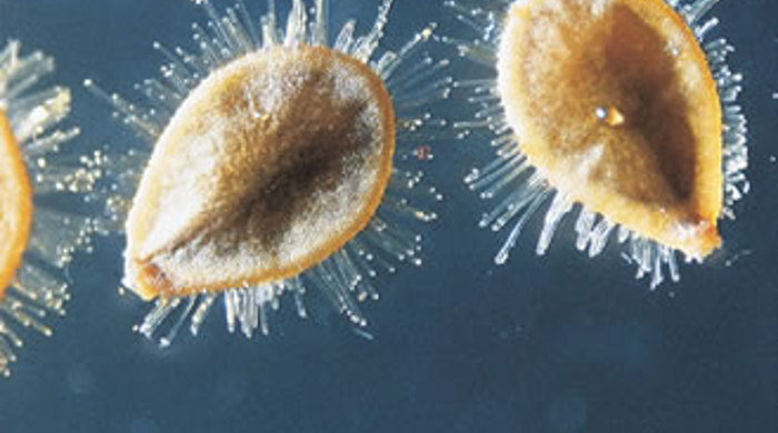 Close up of the furry seeds of fringed water lily.