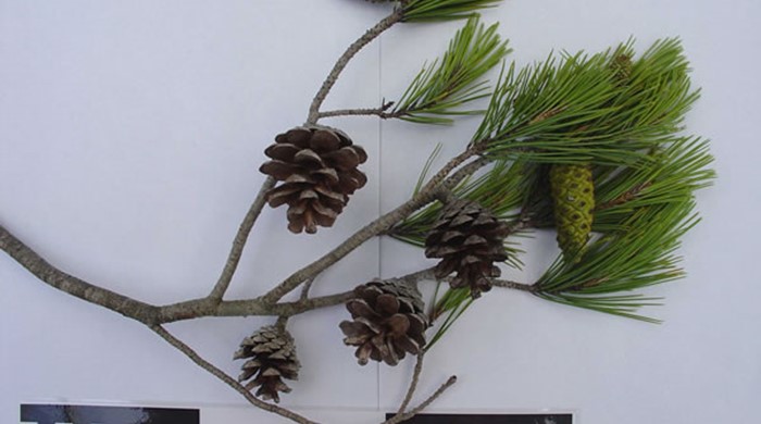 Pine branch tip with mature and immature cones.