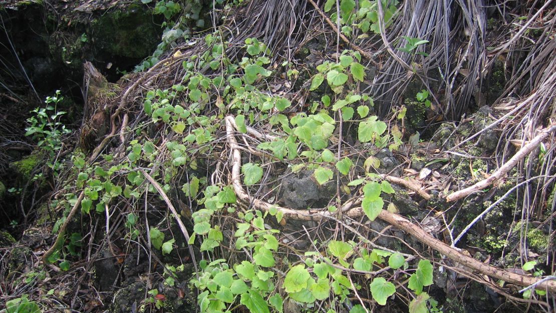 Climbing gloxinia smothering native vegetation.