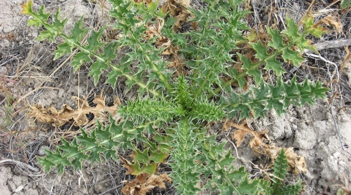 A young Plumeless Thistle