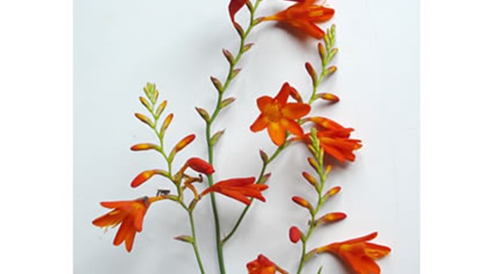 Montbretia Flowerhead showing open blooms and buds.
