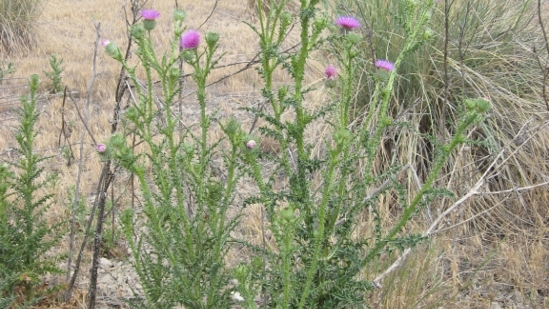 A bush of plumeless thistle in a dry field.