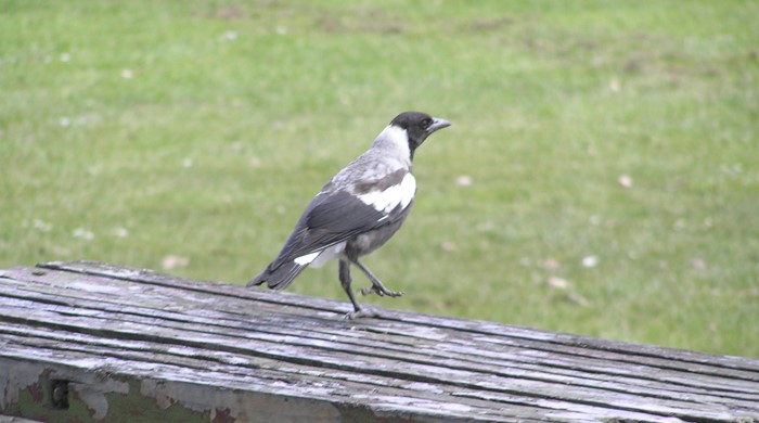 Magpie standing on a park bench.