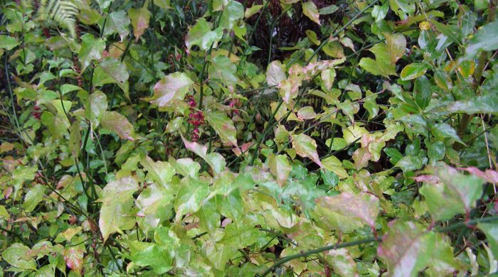 Looking down on top of Himalayan honeysuckle at stems.