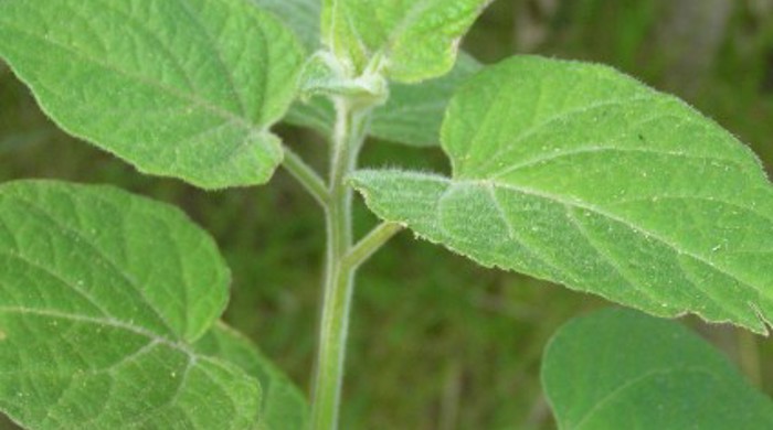 Close up of cape gooseberry leaves.