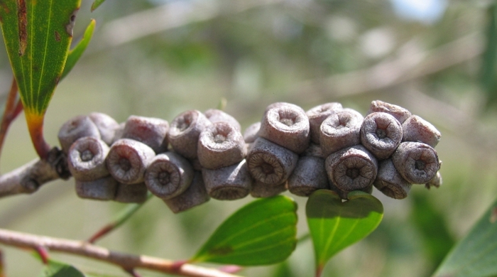 Close up of paperbark poplar seeds.