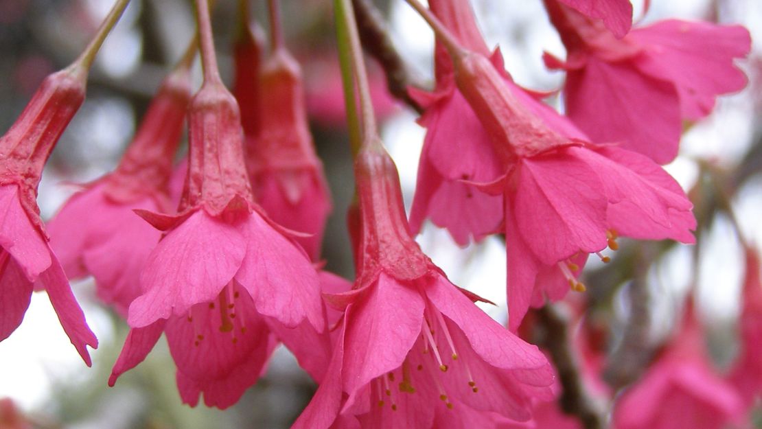 A close up of a bunch of Taiwan cherry flowers.