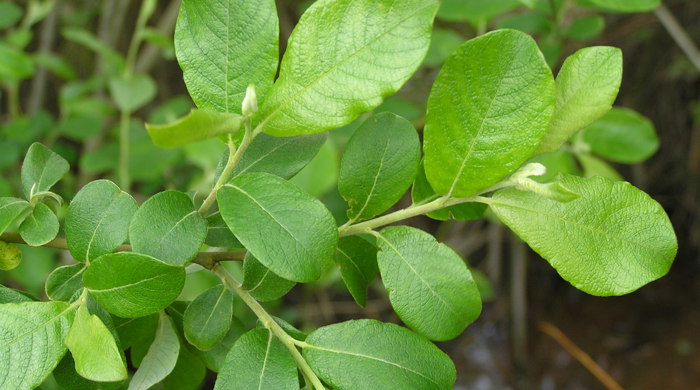 Grey Willow branch tip showing fresh spring growth leaves.