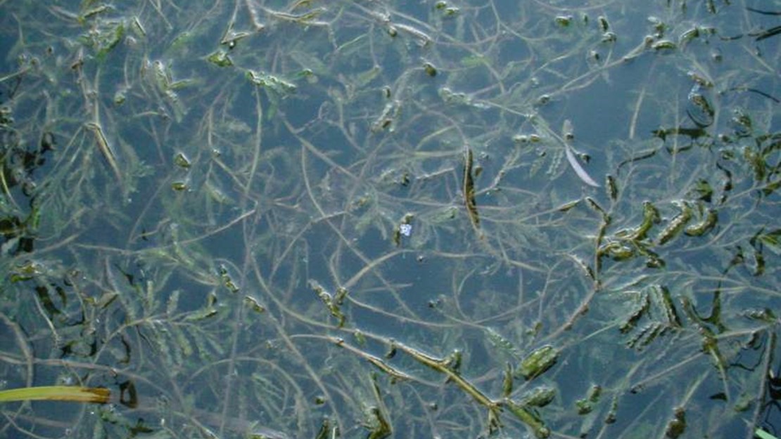 Curled pondweed underwater.