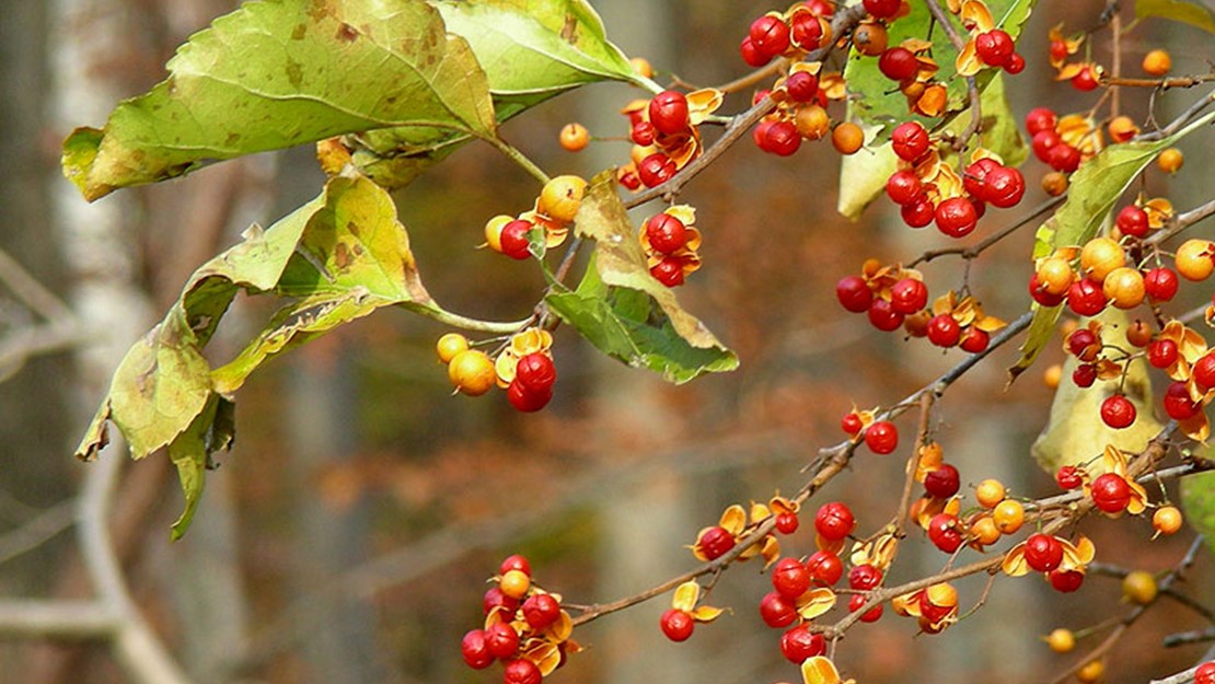 Close up of climbing spindle berry in autumn.