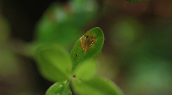 Close up of myrtle rust on a leaf.