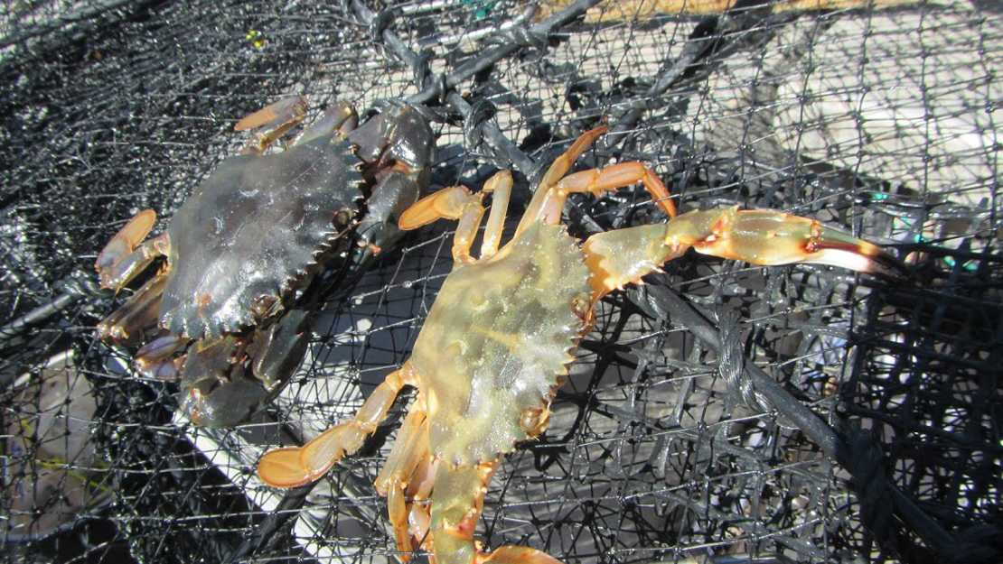 Two Asian paddle crabs in a net.