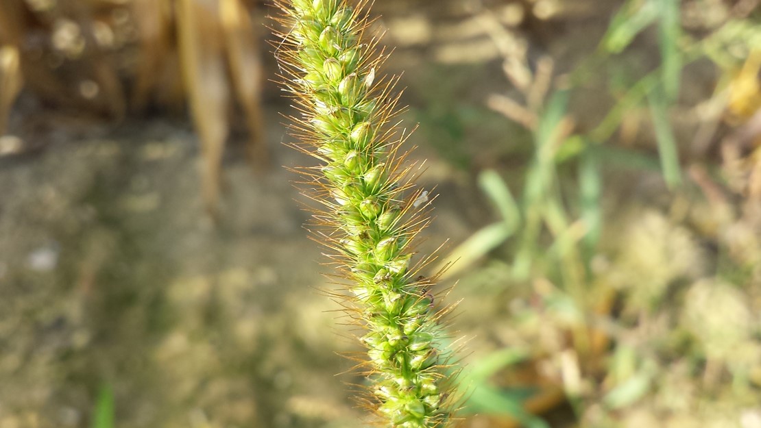 Yellow Bristle Grass seed head.