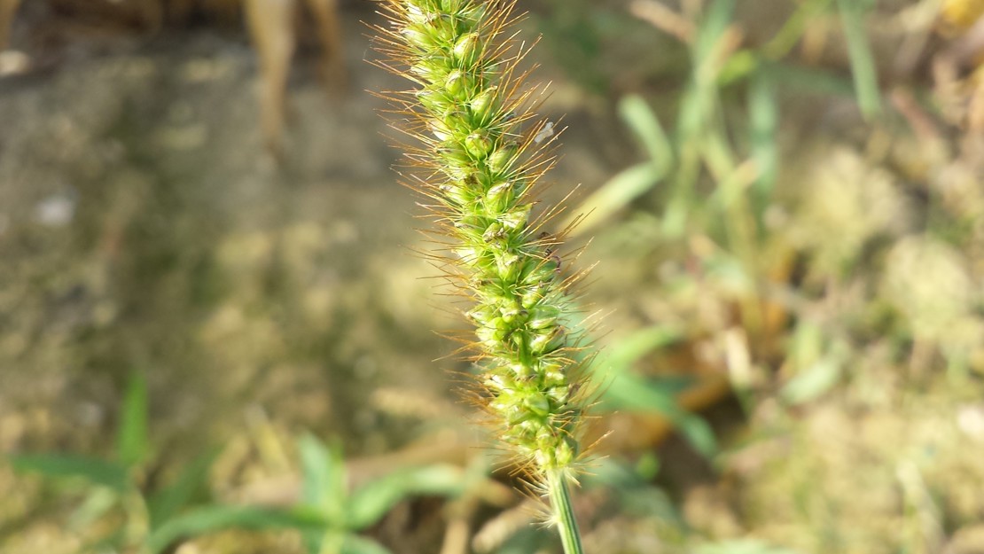 Yellow Bristle Grass seed head.